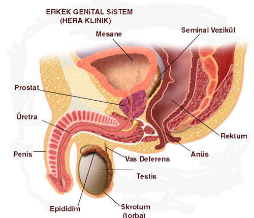 Erkek genital sistemi, penis, skrotum, testisler, prostat, epididim, 