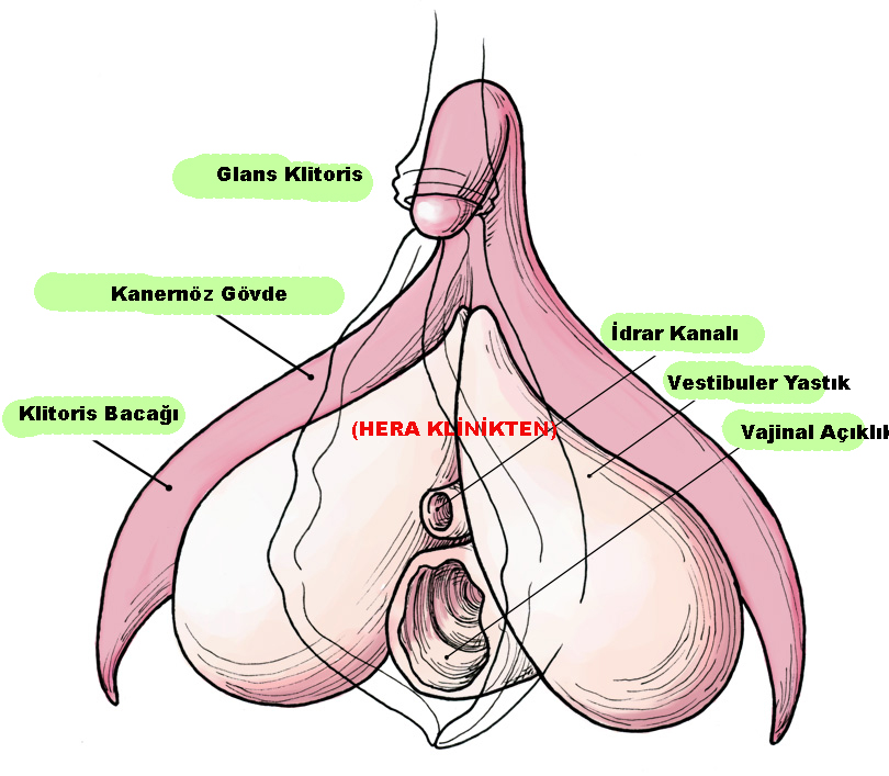 klitorisin anatomik yaps
