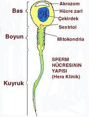 Spermatogenesis, sperm retimi