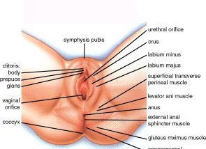 kadinlarda genital organlarin anatomik yapisi