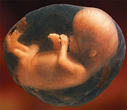 Tekrarlayan fetus kayplar 