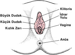 kadinlarda genital organlarin anatomik yapisi
