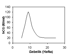 HCG hormonu, gebelik testi, hamilelik deerleri