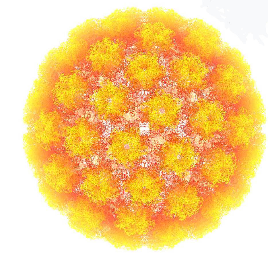 HPV, human papilloma virs, kondiloma accumulata, siil ve rahim az kanseri etkeni
