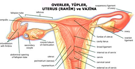 Kilitoris Nerededir Ve Nasil Uyarilir