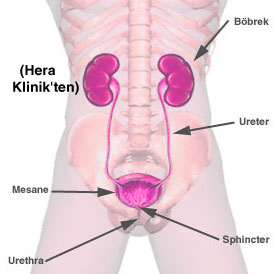 Üriner sistem, idrar kanalları, idrar yolları, üreter ve mesane, üretra