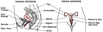 Genital sistem organlar, uterus, vajina, overler