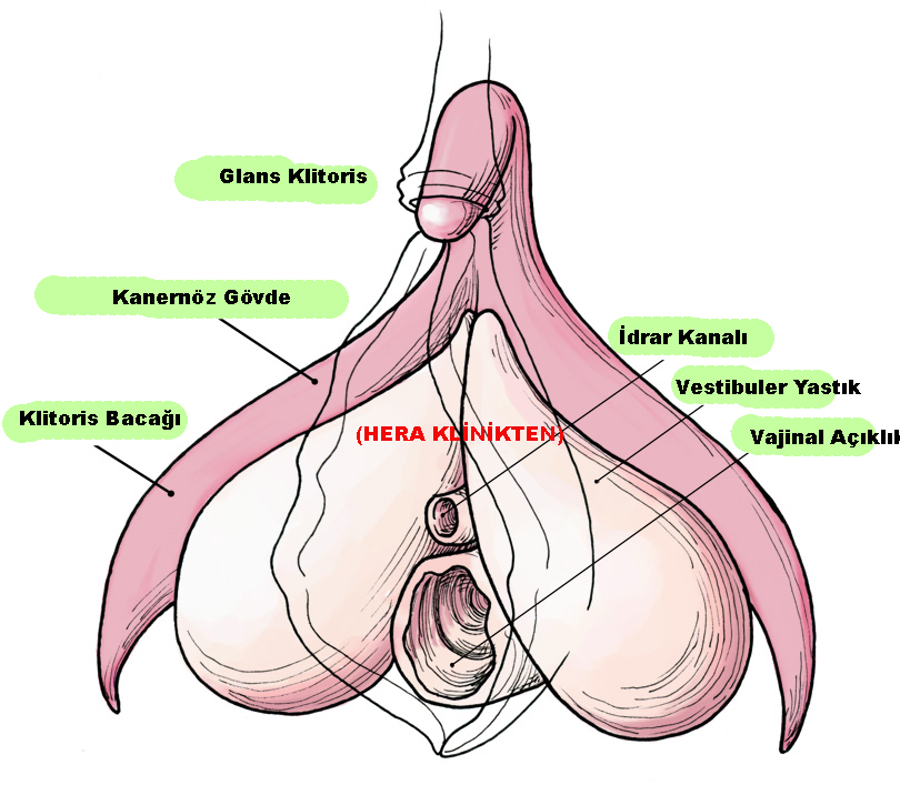 Klitoris nerededir? Orgazm nasl salar? G noktas ve clitoris
