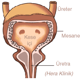 Mesane, idrar torbası, sidik kesesi, prolapsus, sistosel