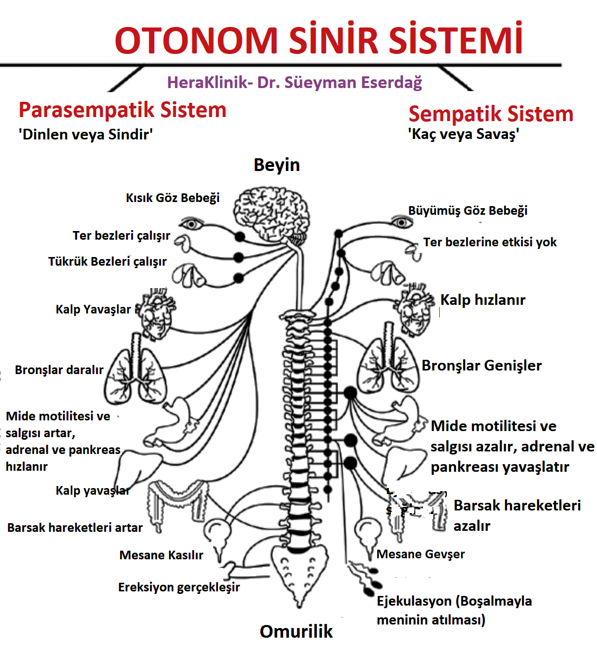 Otonom sinir sistem,. Sempatik sinir sistemi ve parasempatik sinir sistemi