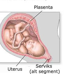 Plasenta, bebeğin eş kısmı