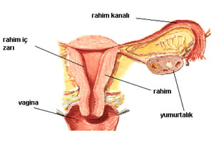 Kadn gebital anatomisi, rahim, yumurtalklar, tpler