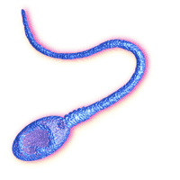 Erkek sperm hcresi