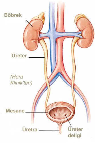 riner sistem, idrar kesesi, bbrekler, ieme fonksiyonu